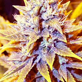 SuperCBDx San Francisco OG x SCBDX Feminized