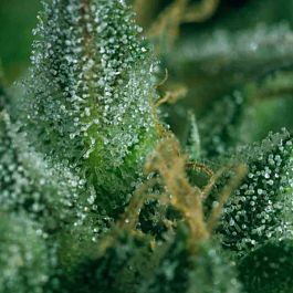 SuperCBDx Skunk No1 x SCBDX Feminized