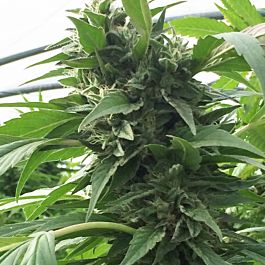 SuperCBDx Sweet Tooth x SCBDX Feminized