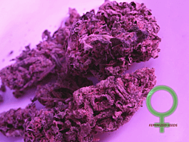Feminized Seeds Deep Shag Feminized