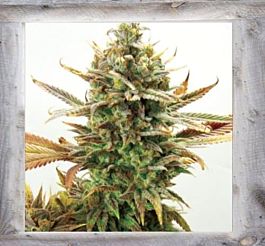 Garden of Green Super Critical Bud CBD Feminized
