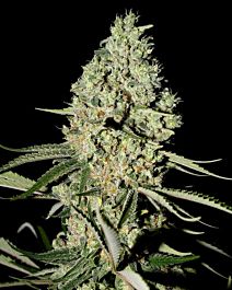 Green House Company Super Critical Feminised