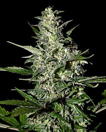 Green House Company Super Critical Auto-flowering Feminised