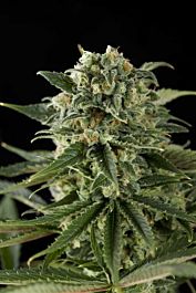 Dinafem Super Critical Haze Feminised