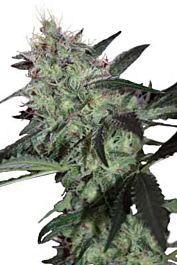 SEEDMAKERS Super Diesel Feminized