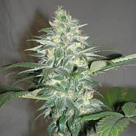 Seedism Seedbank Super Glue Regular