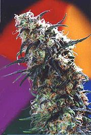 Dutch Passion Super Haze Feminised
