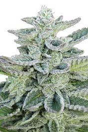 SEEDMAKERS Super Kush Feminized