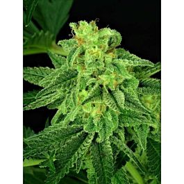 Critical Mass Collective Super Mutant Mass Feminized