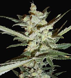 SAMSARA Supersonic Crystal Storm Auto Feminized