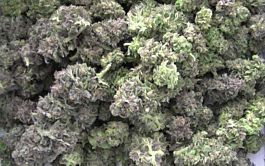 Seedism Seedbank Super Sour Kush Feminised