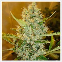 HortiLab Super Sour Skunk Regular