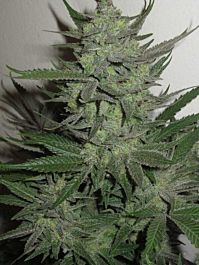 Bodhi Seeds Superstitious Regular