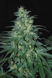 World of Seeds S. African Kwazulu Feminised