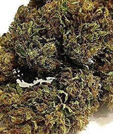 Burning Bush Nurseries Suzy-Q Feminized