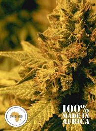 Seeds of Africa Swazi Gold Regular