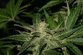 Alpine Seeds Sweet Chunk Regular