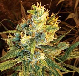 DNA Genetics Sweet Haze Feminized
