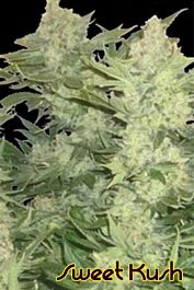 Original Sensible Seeds Sweet Kush Feminized