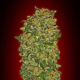 Sweet Seeds Collection #2 Feminized