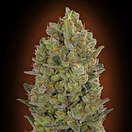 Sweet Seeds Collection #3 Feminized