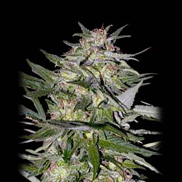Sweet Seeds Collection #4 Feminized