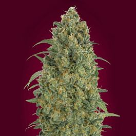 Sweet Seeds Collection #5 Feminized