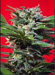 Sweet Seeds Ganesh Spirit Feminised