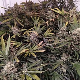 Sweet Seeds Green Poison Collection Feminized