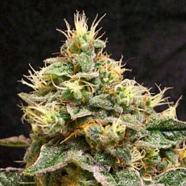 710 Sweet Stilton Feminized