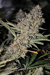 Phoenix Seeds Sweet Tooth Express Auto Feminized