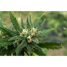 710 White Candy Feminized