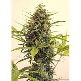 Afropips Regular Seeds Sweet White Malawi Regular