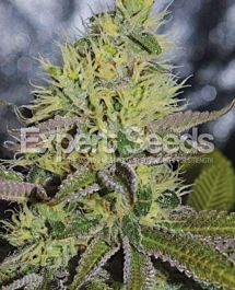 Expert Seeds Sweet Zombie Feminized