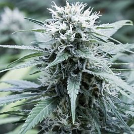 G13 Labs Sweet Amnesia Feminized