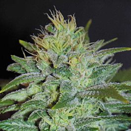 SAMSARA Sweet Black Angel Feminized