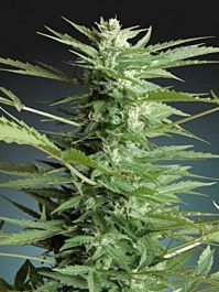 Advanced Seed Banks Sweet Dwarf Auto Feminized