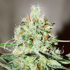 Delicious Jagg Kush Feminized