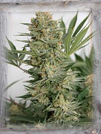 Garden of Green Sweet Russian Feminized
