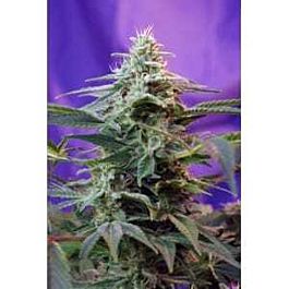 Sweet Seeds Sweet Special Auto Feminised