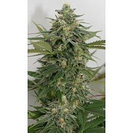 Lineage Genetics Sweet Ammo Feminized