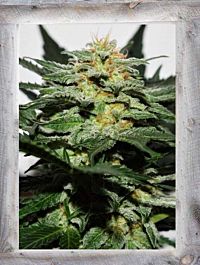 Garden of Green Sweetberry Cough Auto Feminized