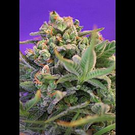 Sweet Seeds Sweet Cheese F1 Fast Version Feminised