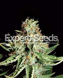 Expert Seeds Sweet Cream Auto Feminized