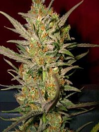 DNA Genetics Sweet Haze Regular