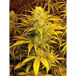 Afropips Regular Seeds Sweet Malawi Regular