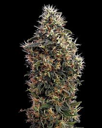 Green House Company Sweet Mango Automatic Feminised