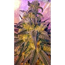 Lineage Genetics Sweet Peach Feminized
