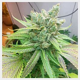 HortiLab Sweet Pink Grapefruit BX Feminized
