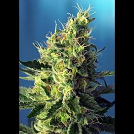 Sweet Seeds Sweet Pure CBD Feminized